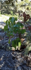 Pittocaulon praecox