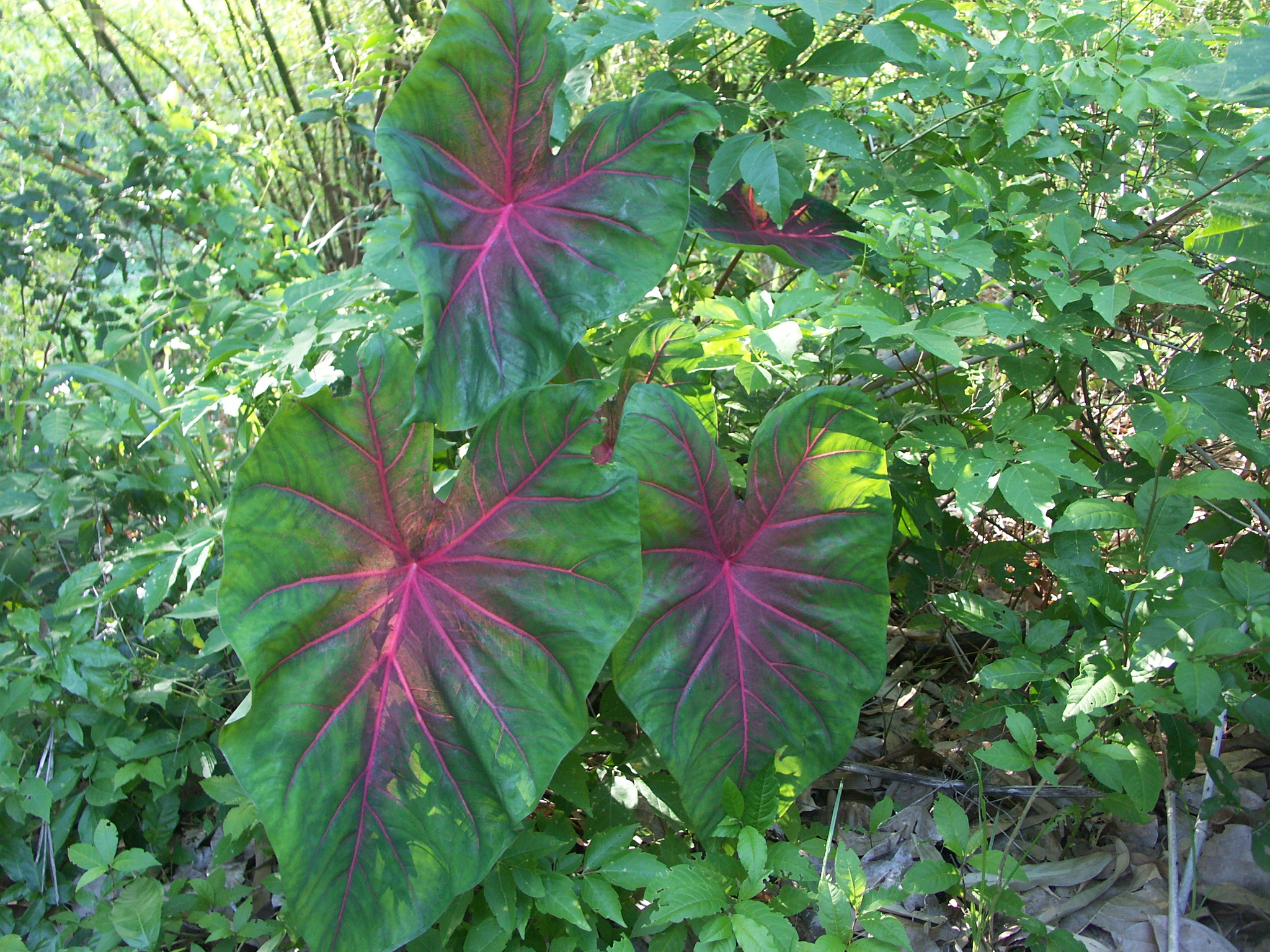 Caladium bicolor