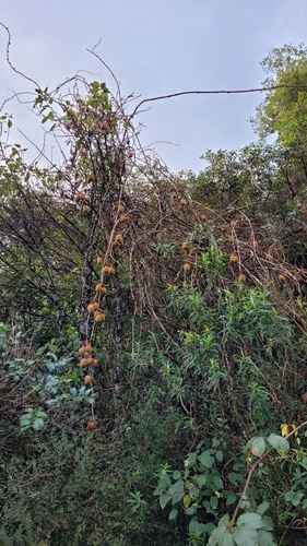 Actinidia chinensis
