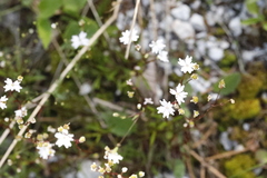 Heliosperma