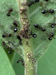 Crematogaster cerasi