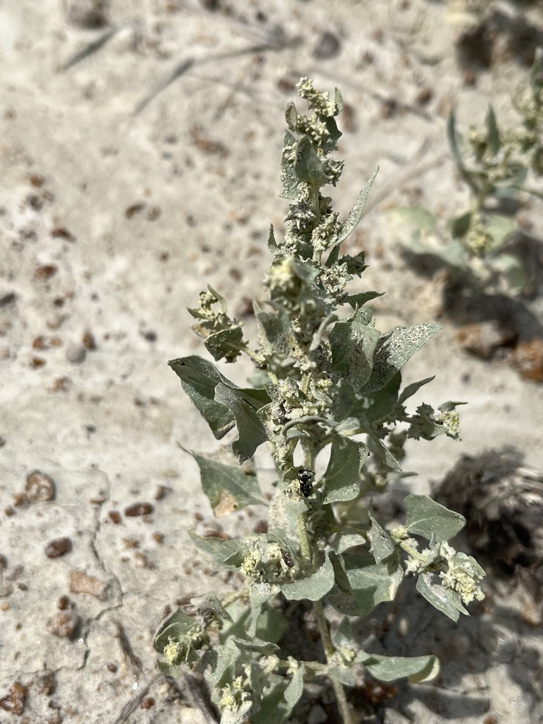 Silverscale saltbush (Atriplex argentea)