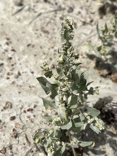Silverscale saltbush (Atriplex argentea)
