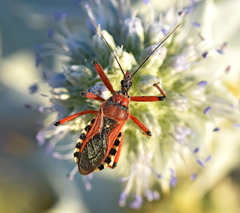 Rhynocoris iracundus