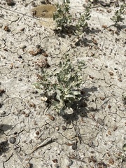 Atriplex argentea