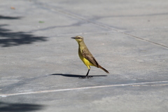 Machetornis rixosa