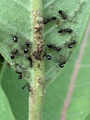 Crematogaster cerasi