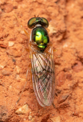 Cephalochrysa canadensis
