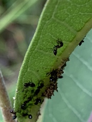 Crematogaster cerasi
