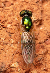 Cephalochrysa canadensis