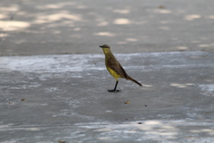 Machetornis rixosa