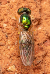 Cephalochrysa canadensis