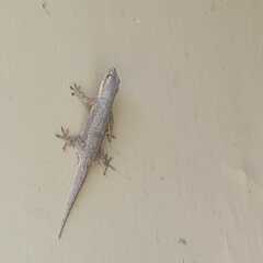 Hemidactylus platyurus