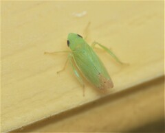 Memnonia flavida