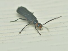 Tytthonyx erythrocephala