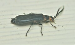 Tytthonyx erythrocephala