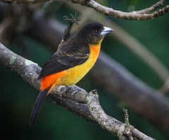 Ramphocelus flammigerus