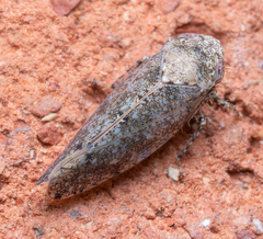 Paraphlepsius collitus