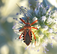 Rhynocoris iracundus