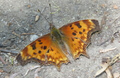 Polygonia oreas