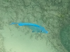 Acanthurus coeruleus