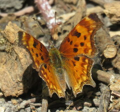 Polygonia oreas