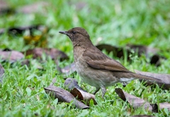 Turdus ignobilis