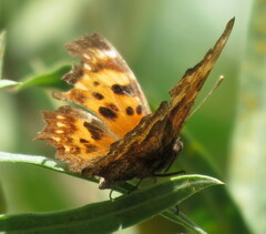 Polygonia oreas