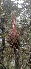 Tillandsia calothyrsus