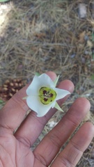 Calochortus ambiguus