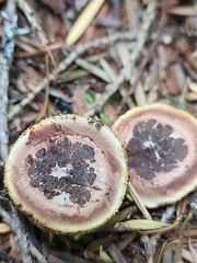 Elaphomyces granulatus asperulus