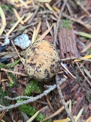 Elaphomyces granulatus asperulus
