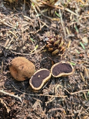 Elaphomyces granulatus