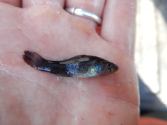 Aphredoderus sayanus