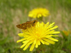 Carterocephalus mandan mandan