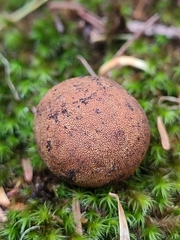Elaphomyces granulatus