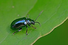 Platycorynus chalybaeus