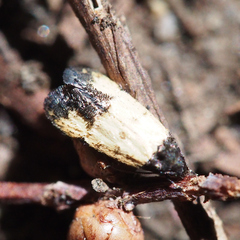 Tyrolimnas anthraconesa