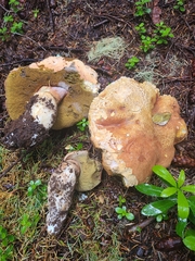 Boletus rex-veris