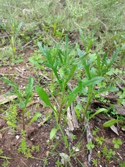 Senecio glossanthus