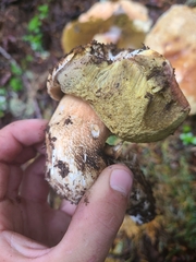 Boletus rex-veris