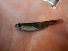 Fundulus blairae