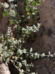 Brickellia desertorum