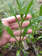 Senecio glossanthus
