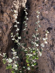 Brickellia desertorum