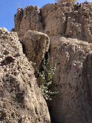 Brickellia desertorum
