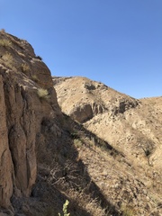 Brickellia desertorum