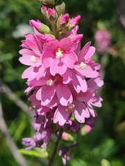 Sidalcea oregana spicata