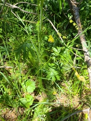 Sidalcea oregana spicata