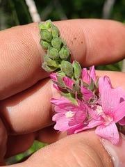 Sidalcea oregana spicata